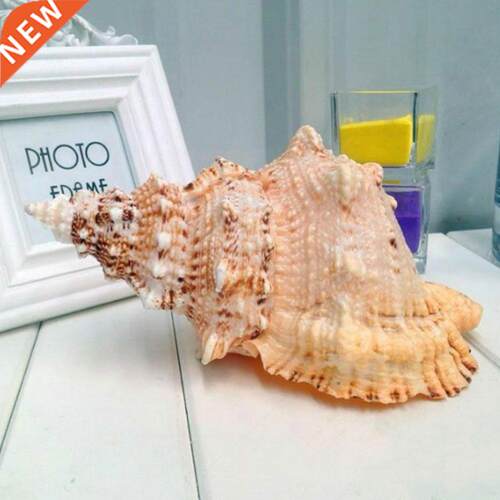 Big Conch Furnishing Marine Decoration Sea Conch Party
