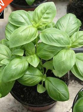 Sweet basil Seeds Bonsai Flower for Indoor Rooms Seed 40 Par