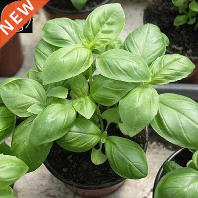 Sweet basil Seeds Bonsai Flower for Indoor Rooms Seed 40 Par