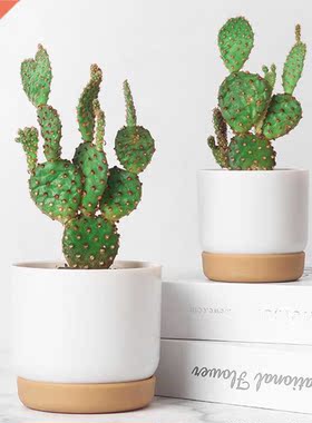 Automatic Water-Absorbing Flowerpot Succulent Plant Pot Doub