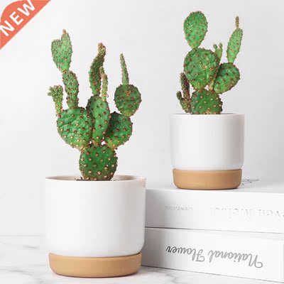 Automatic Water-Absorbing Flowerpot Succulent Plant Pot Doub