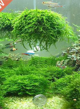 Moss Ball Filter Filtration Fi Aquatic Pet Supplies Aquari