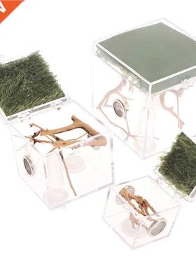 Black Widow Spider Small Insect Breathable Terrarium Transpa