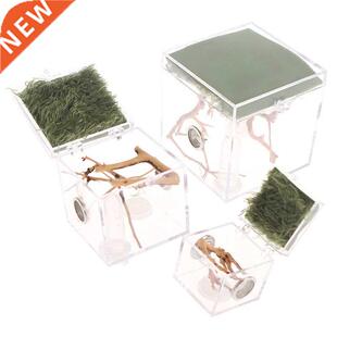 Black Widow Spider Small Insect Breathable Terrarium Transpa