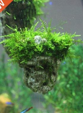 Smll Size 5cm Nturl Unique Shpe qurium Fish Tnk