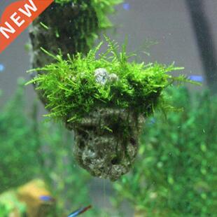 Smll Size 5cm Nturl Unique Shpe qurium Fish Tnk