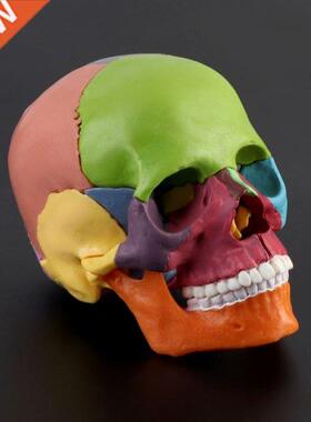 15pcs/set 4D Disassembled Color Skull Anatomical Model Detac