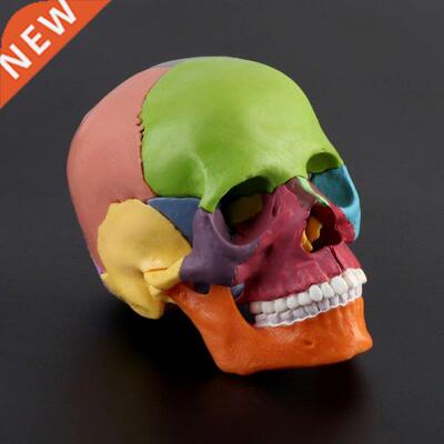15pcs/set 4D Disassembled Color Skull Anatomical Model Detac