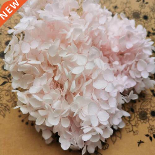 20g/lot,High quality Preserved Anna Hydrangea flower,Nature