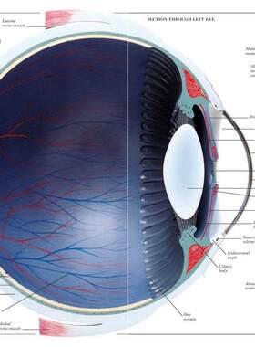 Vintage Human Anatomy Encyclopedia Poster Eye Classic Canva