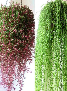 Succulent hanging orchid plant 多肉植物吊兰盆栽垂吊室内花卉