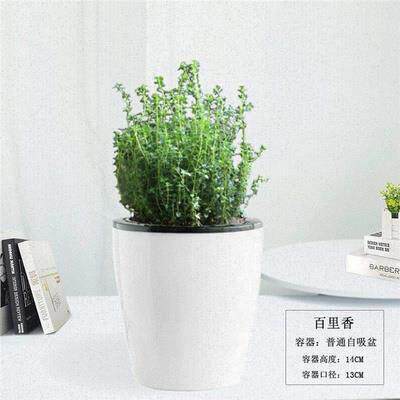 thyme potted edible lemon vanilla plant fresh