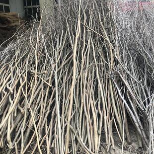 枯藤干树枝 家居仿真装饰树枝花艺软装材料 婚礼舞台背景搭建干枝