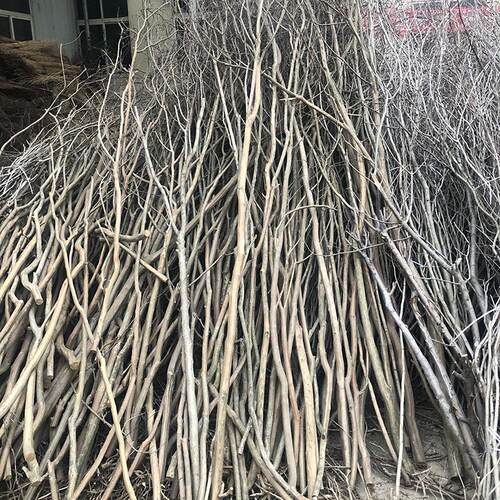 枯藤干树枝 家居仿真装饰树枝花艺软装材料 婚礼舞台背景搭建干枝