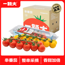 【一颗大】串番茄串收樱桃番茄水果西红柿千禧小番茄非圣女果生吃