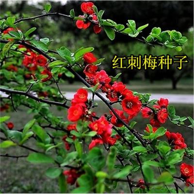 林木种子黄刺梅红花卉蔷