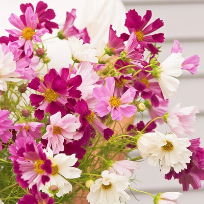 管状波斯菊种子格桑花籽贵妃