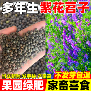 紫花苕种子光叶毛苕子牧草果园绿肥种籽高产箭舌野豌豆多年生草籽