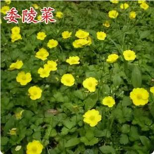 委陵菜种籽白头翁种子蛤蟆草种子庭院多年生景观地被植物耐寒耐阴