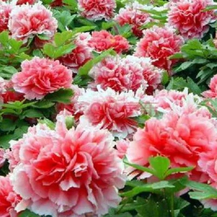 洋牡丹花种子洛阳牡丹种孑庭院牡丹盆栽种植苗开花室外花籽子