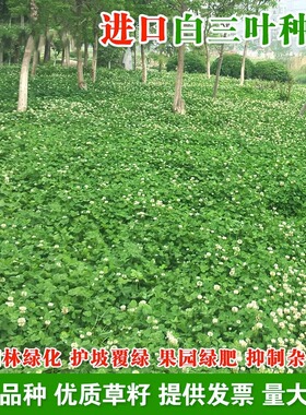 进口三叶草种子红三叶白三叶种籽幸运草四季常青耐寒绿化草坪草籽