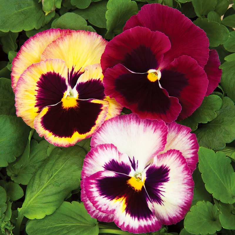 巨花三色堇种子 先正达 秋播花卉 开花 室内阳台花园盆栽,鲜花速递/花卉仿真/绿植园艺,家庭园艺种子,淘宝优惠券,粉丝福利购,淘宝优惠卷