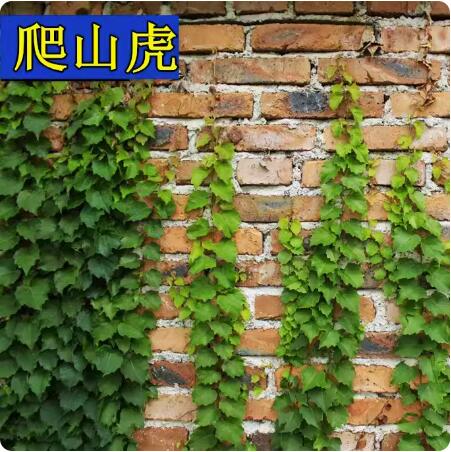 爬山虎种子五叶地棉爬墙虎爬藤植物攀援护坡覆绿常青绿化种孑