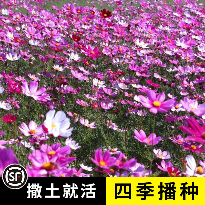 波斯菊种子格桑花种籽子七彩四季播种开花卉易活花籽庭院室外种孑