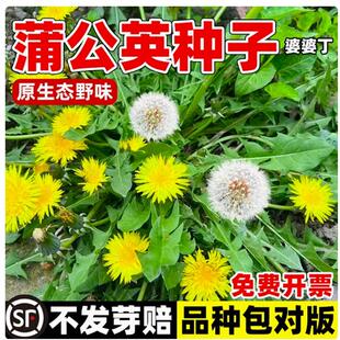 野生蒲公英种籽的种子种植婆婆丁浦公英四季盆栽食用蔬菜野菜苗孑