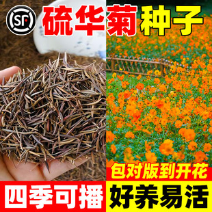 硫华菊花籽冬天室外耐寒花种景观黄秋英庭院阳台盆栽花卉黄波斯菊