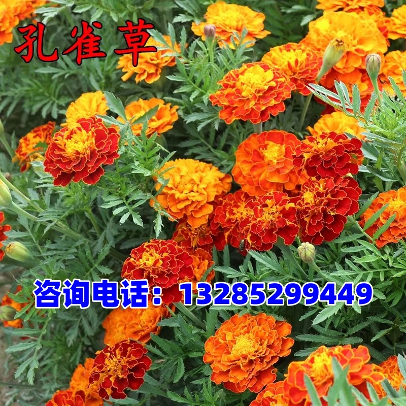 孔雀草种子混色四季易活复色小万寿菊花籽观赏阳台盆栽室外花种子