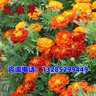 孔雀草种子混色四季易活复色小万寿菊花籽观赏阳台盆栽室外花种子