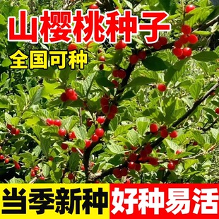 山樱桃种子正宗大青叶樱桃种子庭院盆栽观赏易活野樱桃种子籽