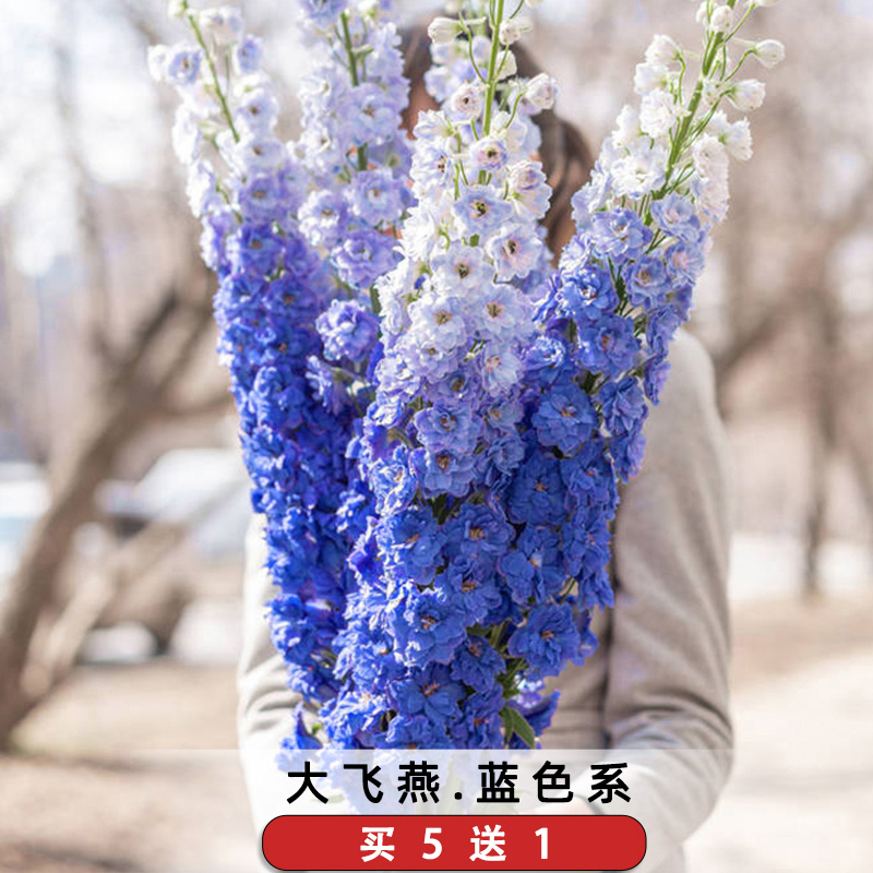 宿根飞燕草种子蓝色系大花翠雀