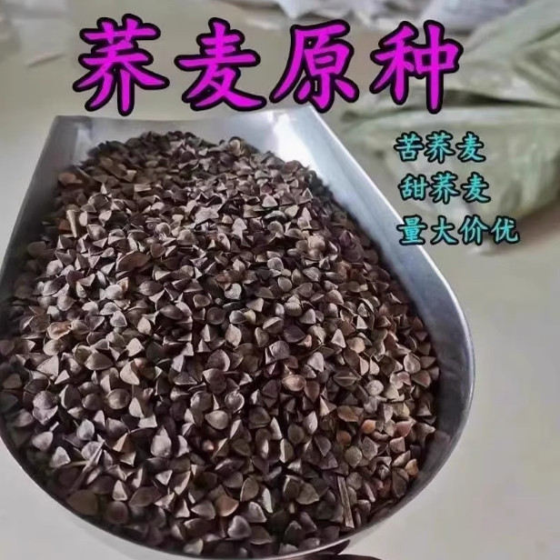 高产甜荞麦种子优质蜜源荞麦种子黑荞麦种子苦荞种子四季种植包邮,鲜花速递/花卉仿真/绿植园艺,家庭园艺种子,淘宝优惠券,粉丝福利购,淘宝优惠卷