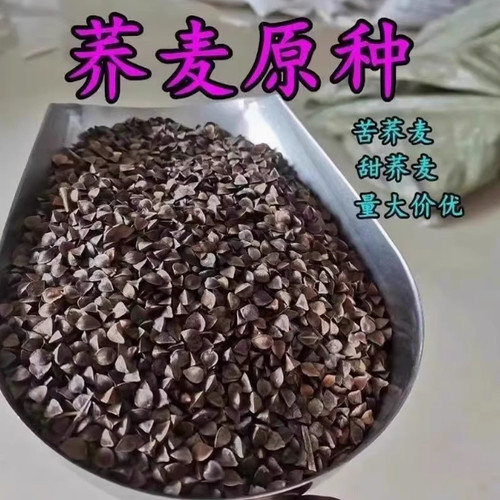 高产甜荞麦种子优质蜜源黑