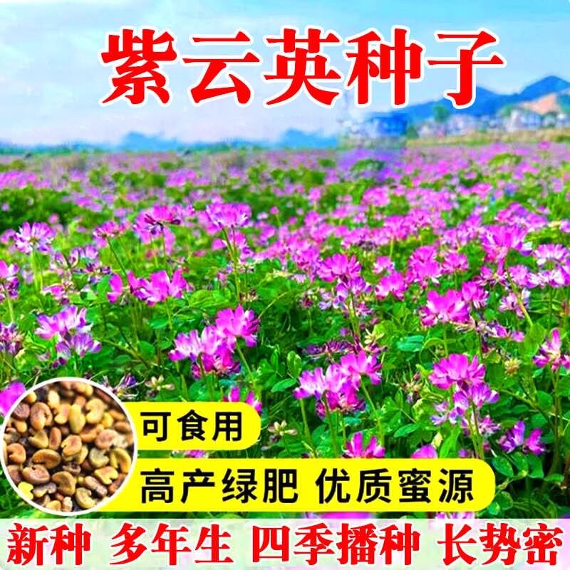 紫云英种子绿肥种籽红花草籽种牧草果园草种养蜂蜜源植物翘摇草籽