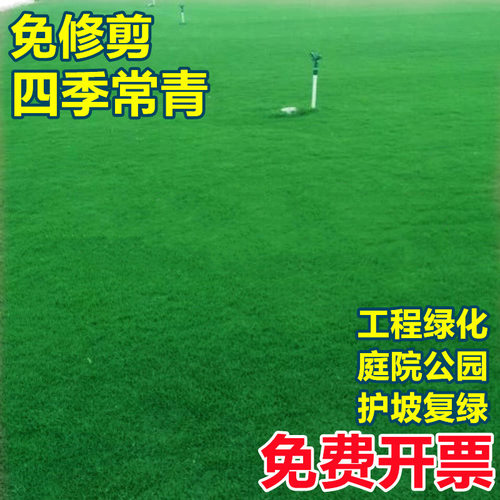 护坡绿化庭院黑麦草籽