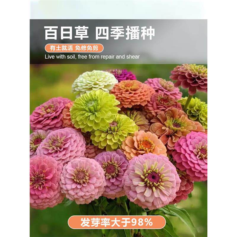 四季开花播种花海百日草花籽花种子种籽步步高春天百日菊白日草