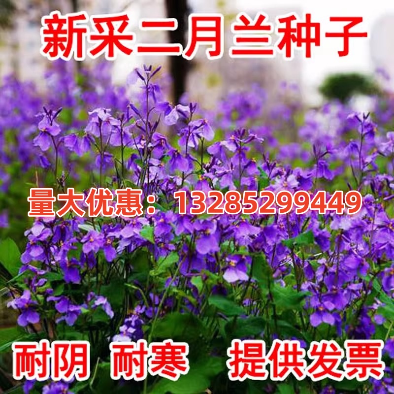 二月兰花种子诸葛菜花草种子春秋季播景观花海宿根耐阴耐寒绿化