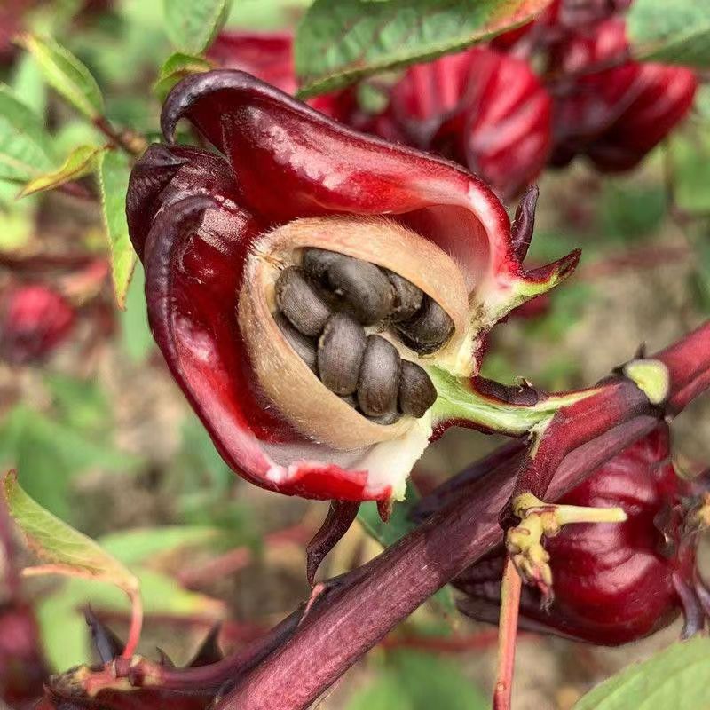 洛神花种子食用玫瑰茄草茶籽阳