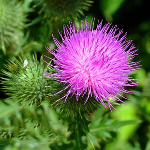 水飞蓟种子老鼠筋水飞雉奶蓟奶蓟草种籽花卉中草药材耐寒庭院观赏