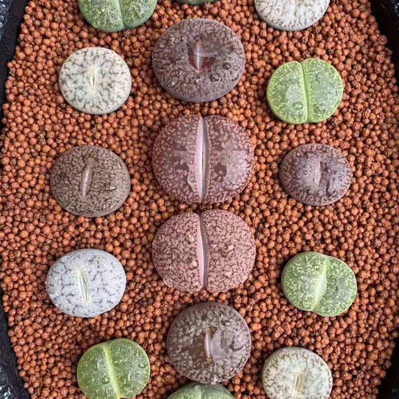 多元土 活力土 多肉铺面颗粒 多元素营养土多肉铺面 植物种植拌土,鲜花速递/花卉仿真/绿植园艺,介质/营养土,淘宝优惠券,粉丝福利购,淘宝优惠卷