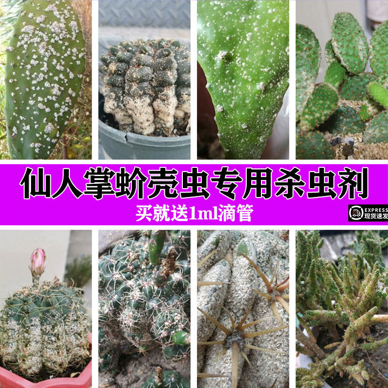 蚧壳虫专用杀虫剂多肉仙人掌幸福杀虫剂（卫生农药）