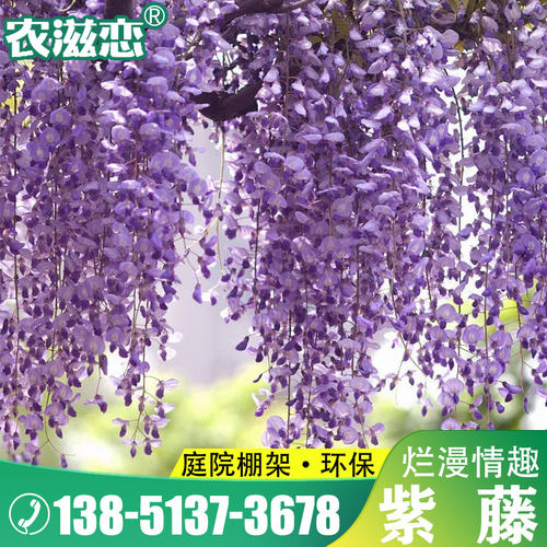 紫藤种子四季爬藤花卉庭院易活