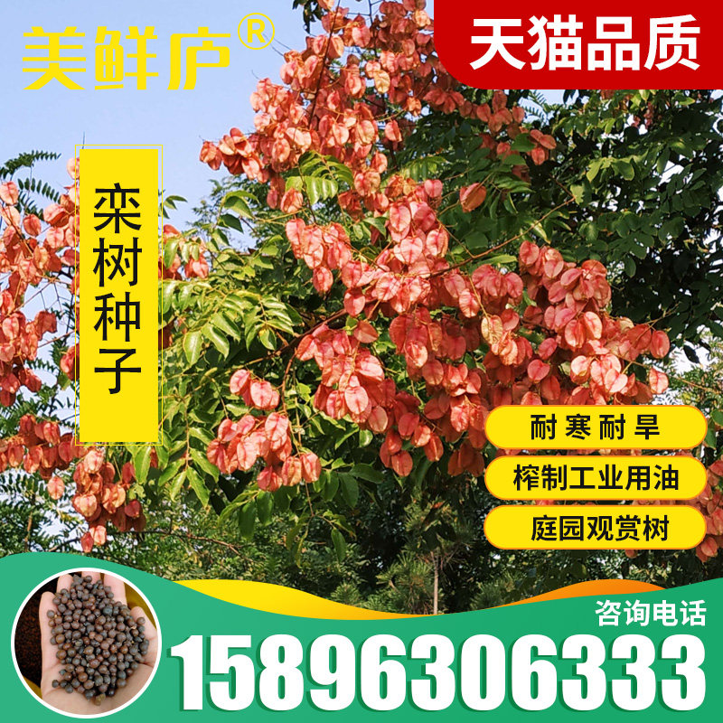 新栾树种子黄山栾树种子南栾种子灯笼树种子北栾绿化北京栾树种籽