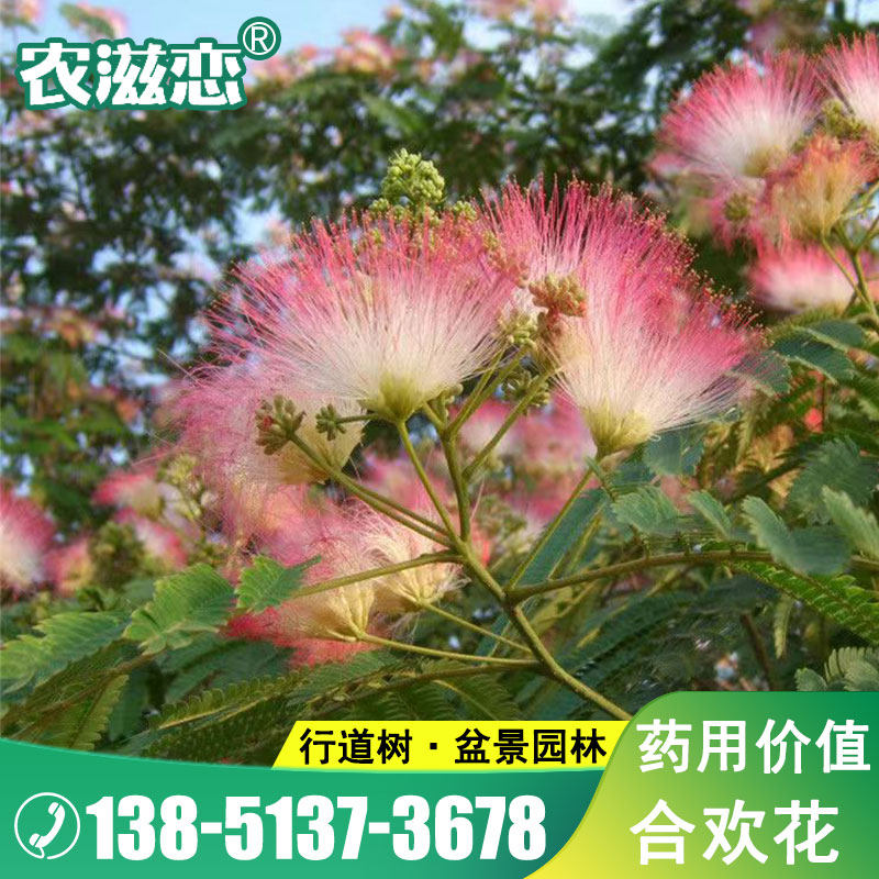 红花合欢花种子合欢树夜合欢花种子家庭院阳台花卉绿植多年开花籽