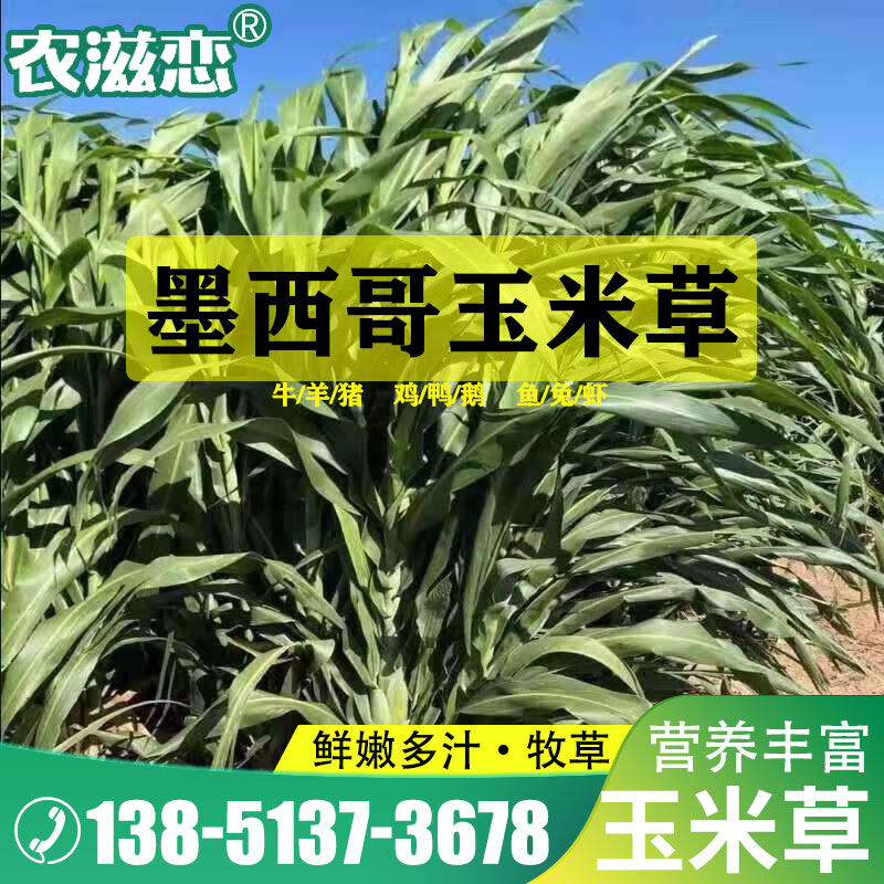 牧草种子耐旱四季多年生玉米草