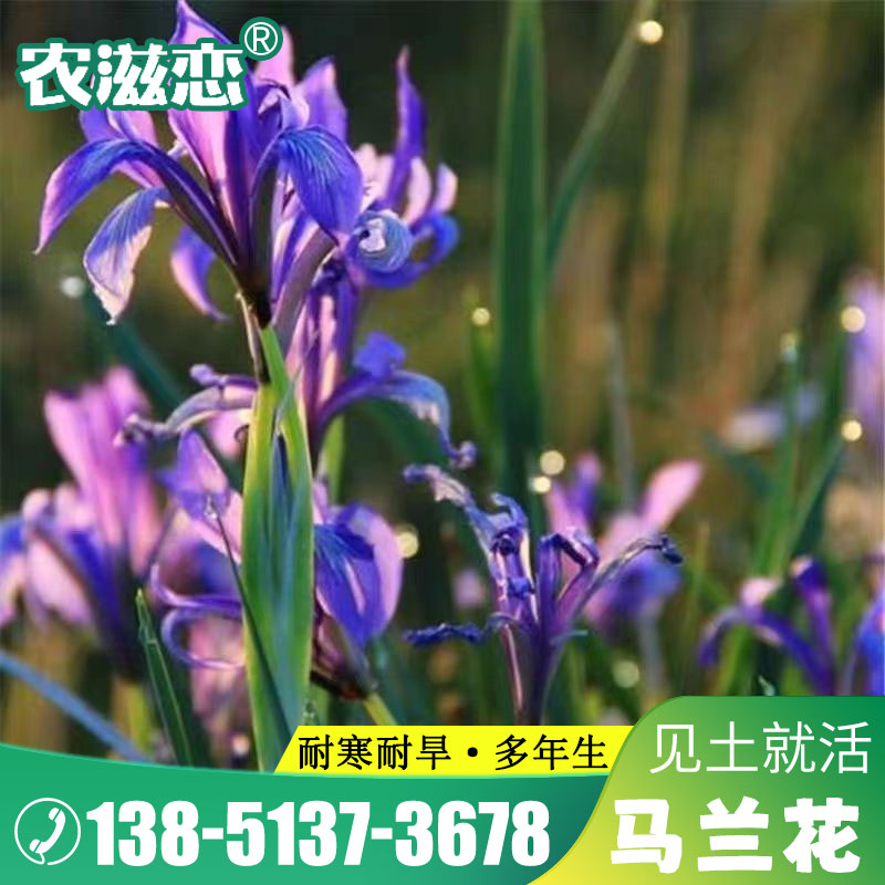 马莲种子草本植物花种籽子马兰种子马蔺种子马莲花种子四季易种