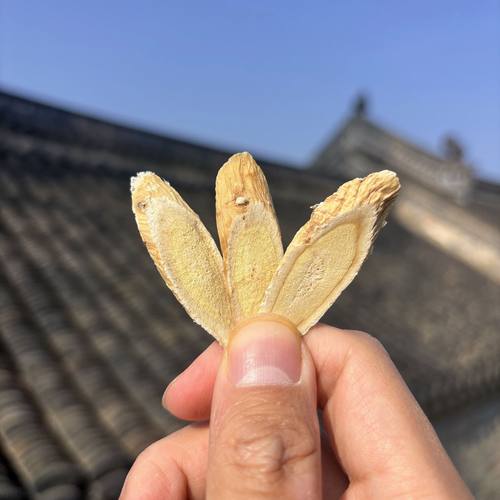 甘肃岷县黄芪无硫中段大片